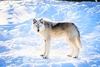 Grey wolf (Canis lupus)