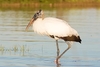 Wood stork (Mycteria americana)