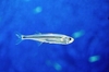 European anchovy