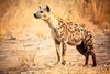 Spotted hyena (Crocuta crocuta)