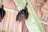 Dayak fruit bat (Dyacopterus spadiceus)