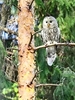 Ural owl (Strix uralensis)