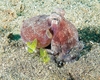 Caribbean armstripe octopus (Amphioctopus burryi)