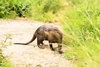 Oriental small-clawed otter (Aonyx cinerea)