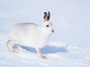 Mountain hare (Lepus timidus)