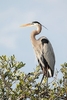 Great blue heron (Ardea herodias)