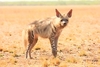 Striped hyena (Hyaena hyaena)