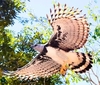 Harpy eagle (Harpia harpyja)