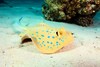 Bluespotted ribbontail ray (Taeniura lymma)