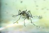 Yellow fever mosquito (Aedes aegypti)