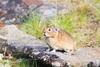 Northern pika (Ochotona hyperborea)