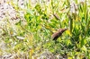 Masked shrew (Sorex cinereus)