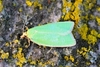 Green oak tortrix moth (Tortrix viridana)