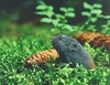 Wood lemming (Myopus schisticolor)