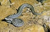 Meadow viper (Vipera ursinii)