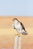 Ferruginous hawk (Buteo regalis)