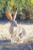 Antelope jackrabbit (Lepus alleni)