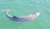 Dwarf sperm whale (Kogia sima)