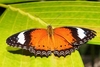 Orange lacewing (Cethosia penthesilea)