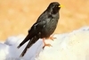 Alpine chough (Pyrrhocorax graculus)