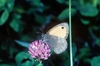 Small heath (Coenonympha pamphilus)