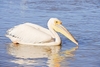 Great white pelican (Pelecanus onocrotalus)