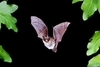 Whiskered bat (Myotis mystacinus)