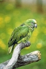 Yellow-crowned Amazon parrot (Amazona ochrocephala)