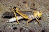 Migratory locust (Locusta migratoria)