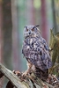 Eurasian eagle owl (Bubo bubo)