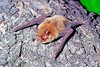 Parnell's moustached bat (Pteronotus parnellii)