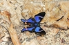 Periander metalmark (Rhetus periander)