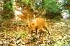 Giant muntjac (Muntiacus vuquangensis)