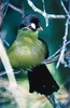 Hartlaub’s turaco (Tauraco hartlaubi)