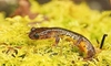 Olympic torrent salamander (Rhyacotriton olympicus)