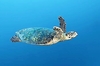 Loggerhead turtle