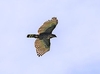 Sulawesi hawk-eagle (Nisaetus lanceolatus)