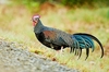 Green junglefowl (Gallus varius)