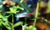 Neon tetra