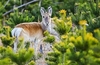 Mongolian gazelle (Procapra gutturosa)