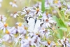 Pine white butterfly (Neophasia menapia)