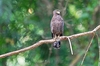 Andaman serpent eagle (Spilornis elgini)