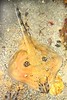 Cuckoo ray (Leucoraja naevus)
