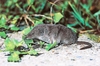 Bicoloured shrew (Crocidura leucodon)