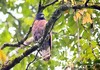 Sulawesi serpent eagle (Spilornis rufipectus)