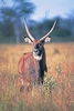 Waterbuck