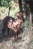 Red goral (Naemorhedus baileyi)