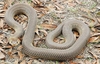 Nubian spitting cobra (Naja nubiae)