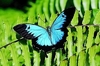Blue mountain swallowtail (Papilio ulysses)