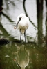 White spoonbill (Platalea leucorodia)